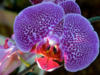 Схема вышивки «Орхидея прекрасная»