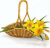 Схема вышивки «Daffodils»
