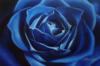 Blue rose: оригинал
