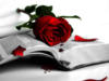 Схема вышивки «Книга и роза»