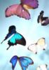 Схема вышивки «Бабочки разноцветные»