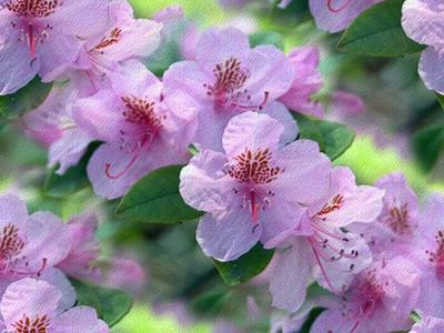 , цветы, весна, природа