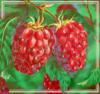 Схема вышивки «Raspberries»