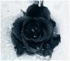 Схема вышивки «Черная роза 2»