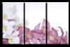 Схема вышивки «Orhidei violete»