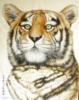 Схема вышивки «"Тигры"»
