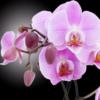 Схема вышивки «Violet orhide»