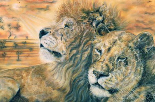 Lions, wildlife, animals, животные, львы