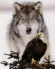 Волк и орел: оригинал