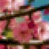 Цветение сакуры: предпросмотр