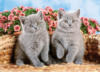 Британские голубые котята: оригинал