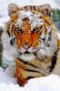 Сибирский тигр: оригинал