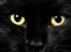 Черная кошка: оригинал