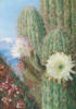 A Chilian Cactus : оригинал