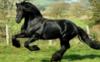 Схема вышивки «Черная лошадь»