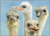 Схема вышивки «Ostriches»