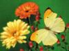 Бабочка и цветы: оригинал