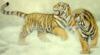 Схема вышивки «Тигр. Живопись Китая»