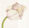 Схема вышивки «Белый тюльпан»