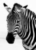 Схема вышивки &laquo;Зебра&raquo;