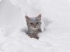 Схема вышивки «Котенок в снегу»