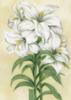 Белый цветок: оригинал