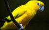 Схема вышивки «Желтый попугай»