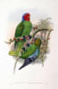 Схема вышивки «Джон Гульд - Птицы Новой Гвинеи»