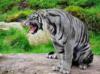Серый тигр: оригинал