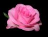 Схема вышивки «Розовая роза»
