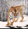 Сибирский тигр: оригинал