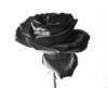 Черная роза: оригинал