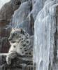Снежный леопард: оригинал