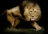 Схема вышивки «В мире животных Лев»