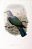 Схема вышивки «Джон Гульд - Птицы Новой Гвинеи»