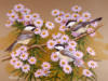 Схема вышивки «Birds&flowers»