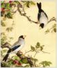 Схема вышивки &laquo;Птицы&raquo;