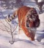 Снежный тигр: оригинал