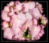 Схема вышивки «Гортензия розовая»
