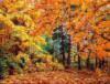 Схема вышивки «Осень в лесу»