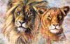 Схема вышивки «Lions»