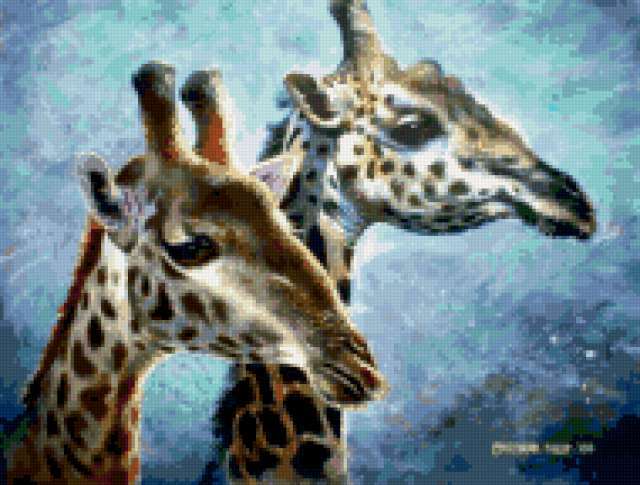 Giraffe, wildlife, animals, животные