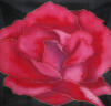 Схема вышивки «Red rose»
