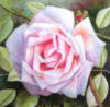 Схема вышивки «Pink rose»