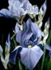 Схема вышивки «Blue iris»