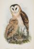 Схема вышивки «Owls»
