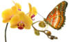 Схема вышивки «Бабочка и орхидея»