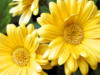 Схема вышивки «Желтые цветы»