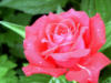 Схема вышивки «Розовая роза »