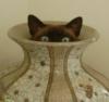 Схема вышивки «Кот в вазе»